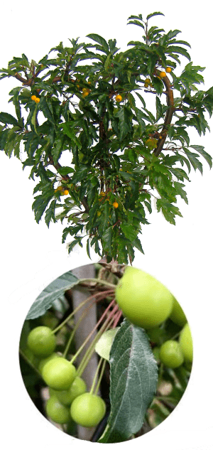 Vingervormig groenblad Hartje